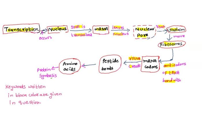 Protein synthesis flow chart answers