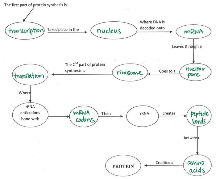 Protein flow chart produced cell shipped synthesis biosyn flowchart expression info information technology price services form please email send additional