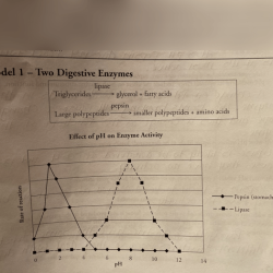 Enzymes and cellular regulation pogil answer key