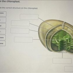 Chloroplast labeled organelles microbenotes