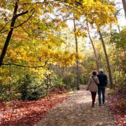 Walking woods through couple dissolve stock cavan d1061