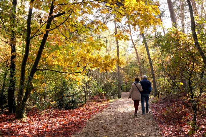 Walking woods through couple dissolve stock cavan d1061