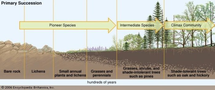 Primary succession and secondary succession venn diagram