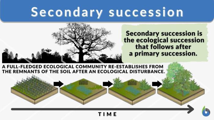 Succession ecological venn comparing teacherspayteachers ecology doodads constitutions teachers